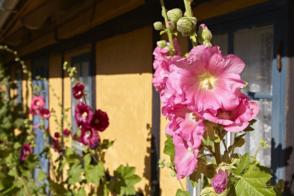 Mollegade 1 Holiday House Nordborg Zewnętrze zdjęcie